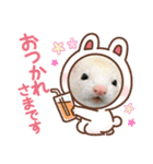 坂田のフェレット（個別スタンプ：2）