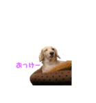 クーちゃん豚家（個別スタンプ：4）