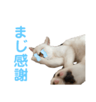 アイドルくーちゃん①（個別スタンプ：1）