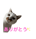 アイドルくーちゃん①（個別スタンプ：5）