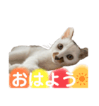 アイドルくーちゃん①（個別スタンプ：6）