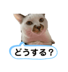 アイドルくーちゃん①（個別スタンプ：11）