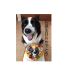 中嶋犬（個別スタンプ：1）