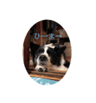 中嶋犬（個別スタンプ：2）