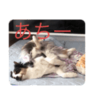 中嶋犬（個別スタンプ：3）