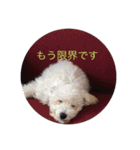 中嶋犬（個別スタンプ：5）