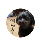 中嶋犬（個別スタンプ：6）