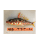 魚三昧ver8（個別スタンプ：8）