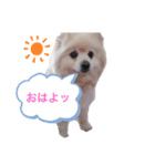 ポメラニアンRAFU①（個別スタンプ：1）