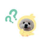 ポメラニアンRAFU①（個別スタンプ：6）