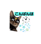 にゃん言葉2（個別スタンプ：3）