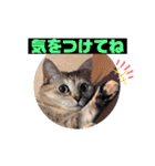 にゃん言葉2（個別スタンプ：5）