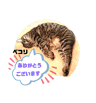 にゃん言葉2（個別スタンプ：6）