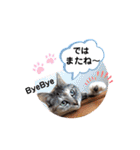 にゃん言葉2（個別スタンプ：11）