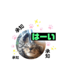 にゃん言葉2（個別スタンプ：14）