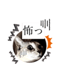 にゃん言葉2（個別スタンプ：16）