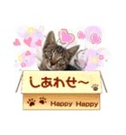 にゃん言葉2（個別スタンプ：17）