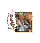 にゃん言葉2（個別スタンプ：20）
