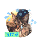 にゃん言葉2（個別スタンプ：21）