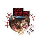 にゃん言葉2（個別スタンプ：22）