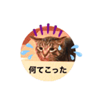 にゃん言葉2（個別スタンプ：25）