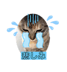 にゃん言葉2（個別スタンプ：27）
