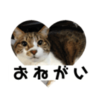 アッシュとラスティーがねだるスタンプ1（個別スタンプ：2）