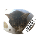 アッシュとラスティーがねだるスタンプ1（個別スタンプ：4）