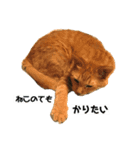 アッシュとラスティーがねだるスタンプ1（個別スタンプ：5）
