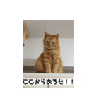 アッシュとラスティーがねだるスタンプ1（個別スタンプ：6）
