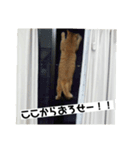 アッシュとラスティーがねだるスタンプ1（個別スタンプ：7）