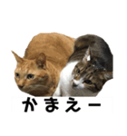アッシュとラスティーがねだるスタンプ1（個別スタンプ：8）