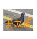 意識低いスタンプ4（個別スタンプ：12）