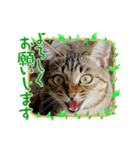 まおちゃん-1（個別スタンプ：2）