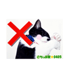 ちっぷ家★0405②（個別スタンプ：7）