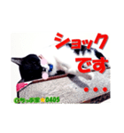 ちっぷ家★0405②（個別スタンプ：11）