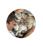 コロンちゃんとお友達（個別スタンプ：3）