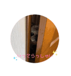 コロンちゃんとお友達（個別スタンプ：11）