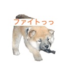 愛しのクムたん（個別スタンプ：5）