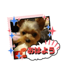 ヨーキー ラフラの一言スタンプ（個別スタンプ：1）