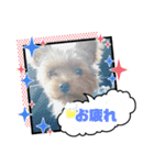 ヨーキー ラフラの一言スタンプ（個別スタンプ：5）