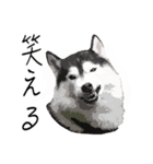 ハスキー犬 バルトくん（個別スタンプ：3）