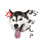 ハスキー犬 バルトくん（個別スタンプ：7）