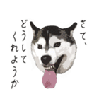 ハスキー犬 バルトくん（個別スタンプ：8）