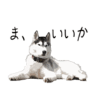 ハスキー犬 バルトくん（個別スタンプ：12）