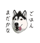 ハスキー犬 バルトくん（個別スタンプ：13）