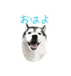 ハスキー犬 バルトくん（個別スタンプ：16）