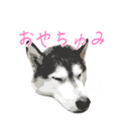 ハスキー犬 バルトくん（個別スタンプ：17）