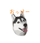 ハスキー犬 バルトくん（個別スタンプ：19）