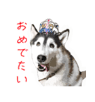 ハスキー犬 バルトくん（個別スタンプ：21）